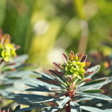 Euphorbe de Martin - Euphorbia martinii