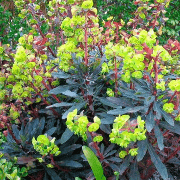 Euphorbe des bois pourpre - Euphorbia amygdaloides 'purpurea'