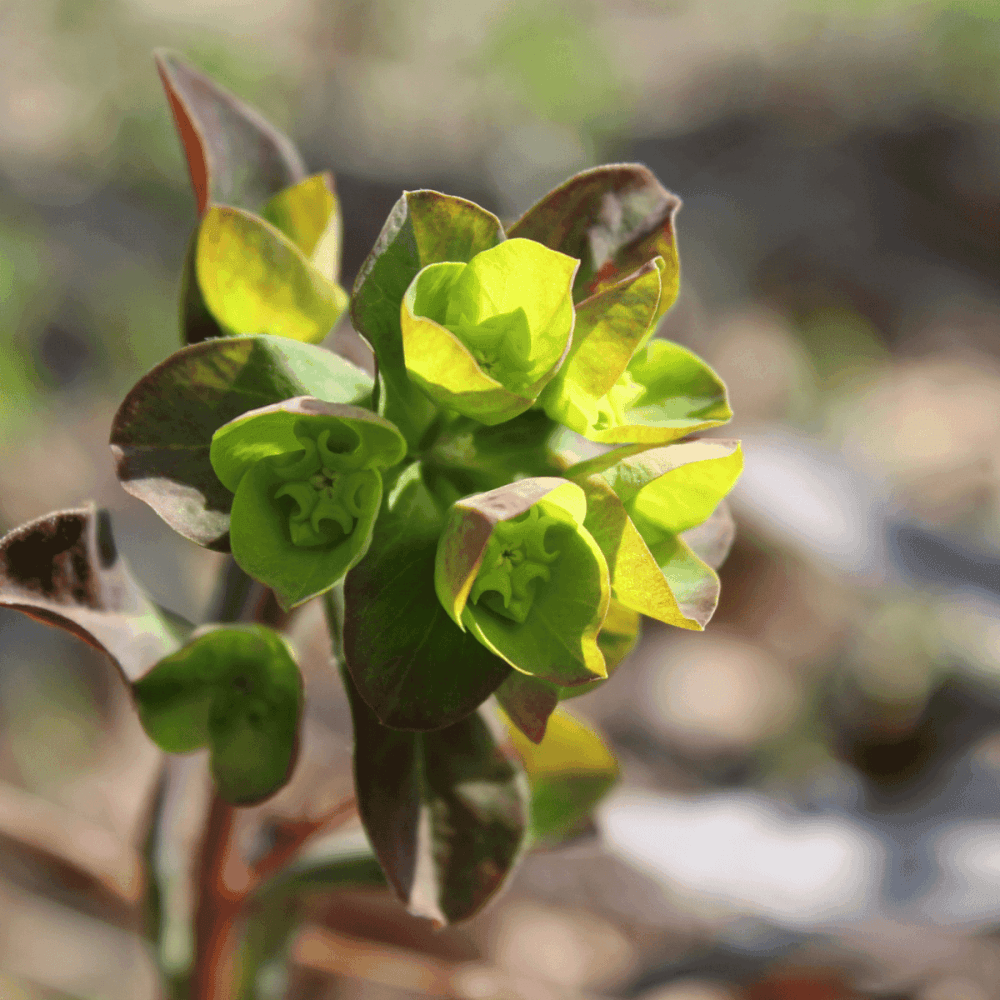 Euphorbe des bois pourpre - Euphorbia amygdaloides 'purpurea' - FLEURANDIE