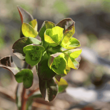 Euphorbe des bois pourpre - Euphorbia amygdaloides 'purpurea'