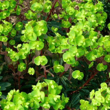 Euphorbe des bois pourpre - Euphorbia amygdaloides 'purpurea'