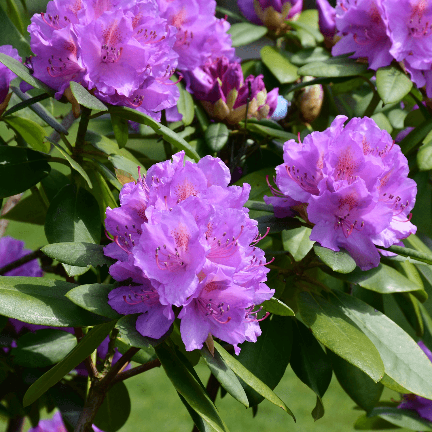 Rhododendron 'Rasputin' - Rhododendron 'Rasputin' - FLEURANDIE