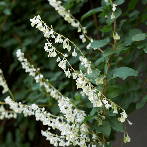 Fallopia aubertii - Fallopia aubertii - FLEURANDIE