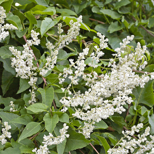 Fallopia aubertii - Fallopia aubertii - FLEURANDIE