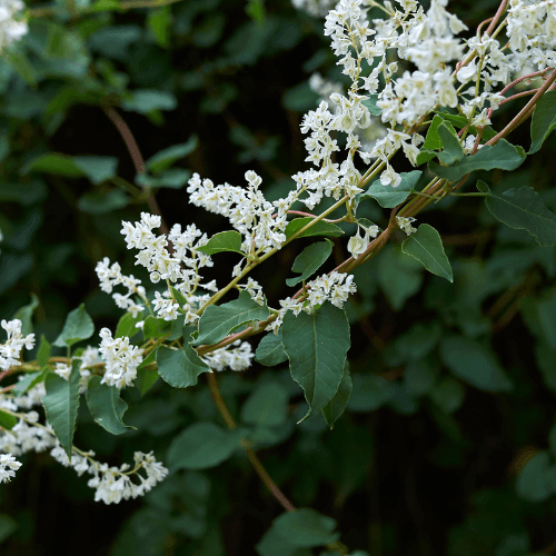 Fallopia aubertii - Fallopia aubertii - FLEURANDIE