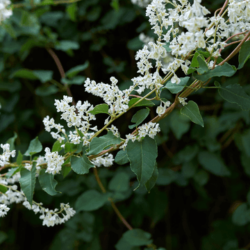 Fallopia aubertii - Fallopia aubertii