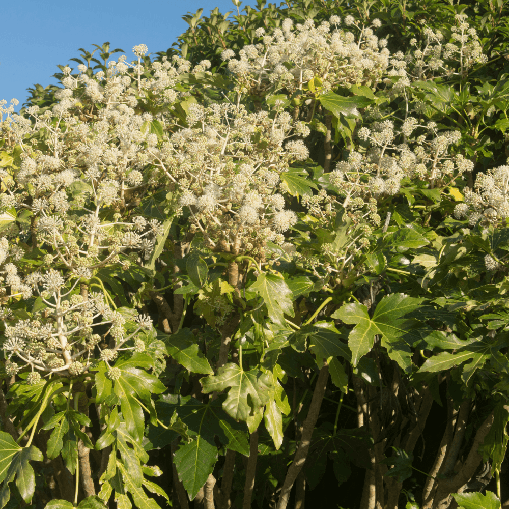 Fatsia du Japon - Fatsia japonica - FLEURANDIE