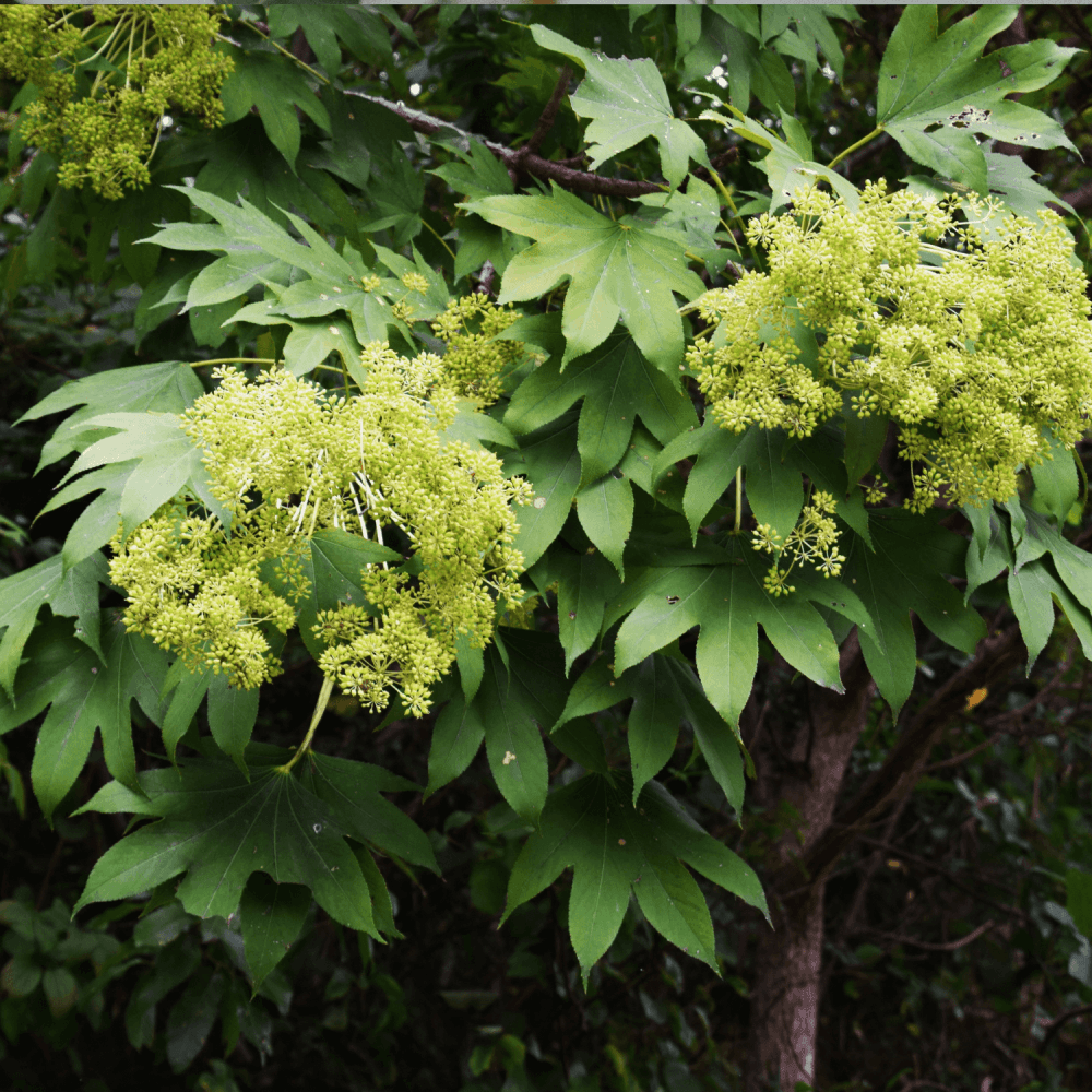 Fatsia du Japon - Fatsia japonica - FLEURANDIE