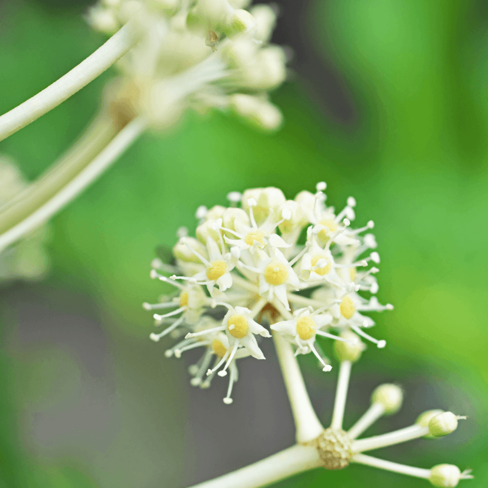 Fatsia du Japon - Fatsia japonica - FLEURANDIE