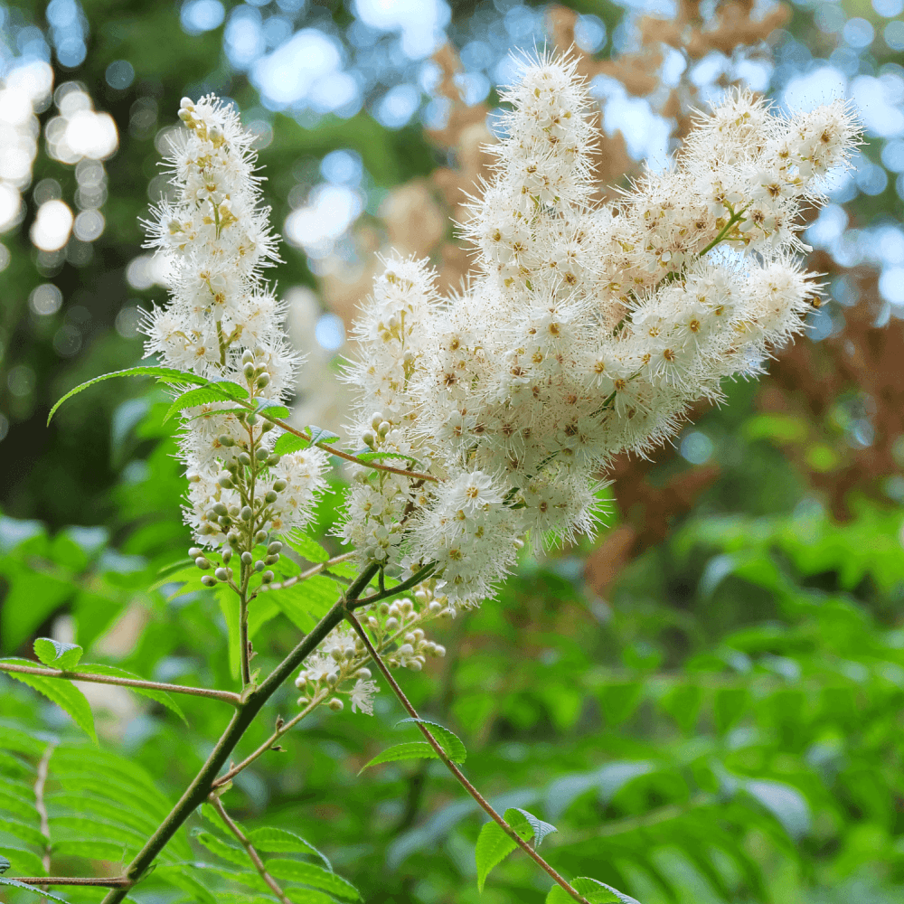 Fausse spirée à feuilles de sorbier - Sorbaria sorbifolia - FLEURANDIE