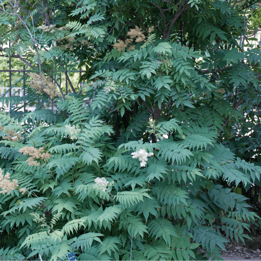 Fausse spirée à feuilles de sorbier - Sorbaria sorbifolia - FLEURANDIE