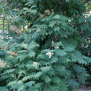 Fausse spirée à feuilles de sorbier - Sorbaria sorbifolia - FLEURANDIE