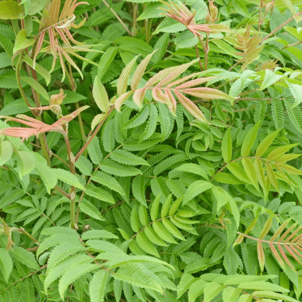 Fausse spirée à feuilles de sorbier - Sorbaria sorbifolia - FLEURANDIE