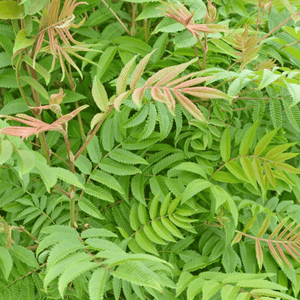 Fausse spirée à feuilles de sorbier - Sorbaria sorbifolia - FLEURANDIE