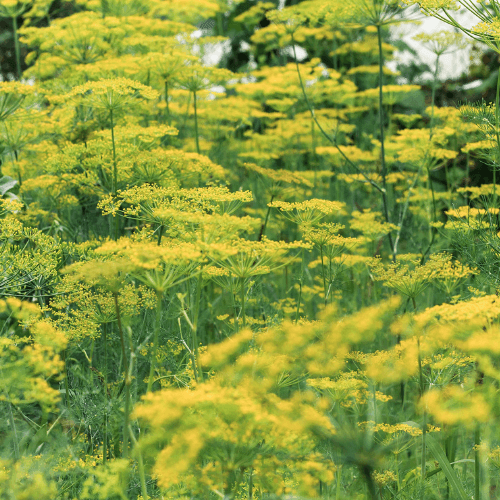 Fenouil - Foeniculum vulgare - FLEURANDIE