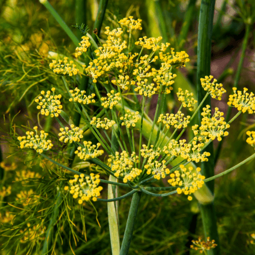 Fenouil - Foeniculum vulgare - FLEURANDIE