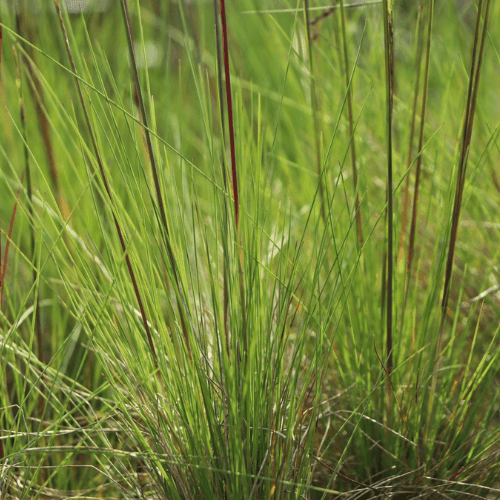 Fétuque améthyste - Festuca amethystina - FLEURANDIE