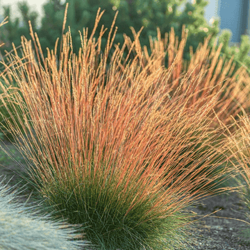 Fetuque bicolore - Festuca glauca sunrise