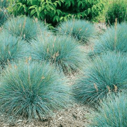 Fétuque bleue 'Elijha Blue' - Festuca glauca 'Elijha Blue' - FLEURANDIE