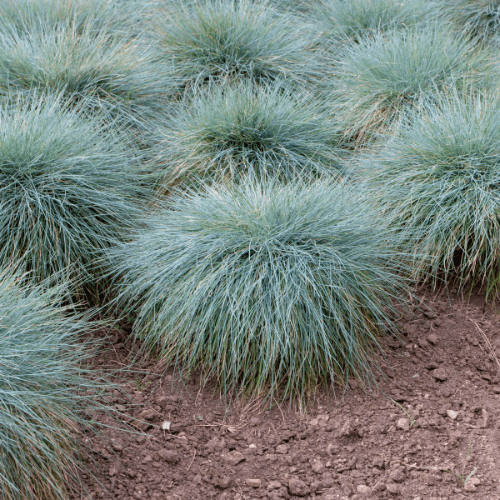 Fétuque bleue 'Intense Blue' - Festuca glauca 'Intense Blue' - FLEURANDIE