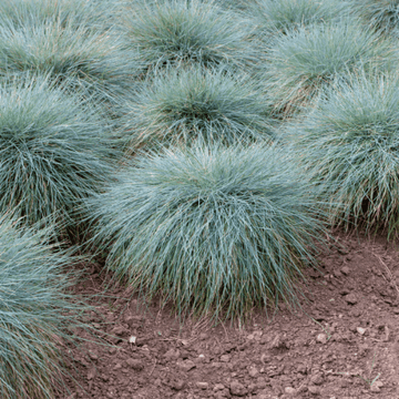 Fétuque bleue 'Intense Blue' - Festuca glauca 'Intense Blue'