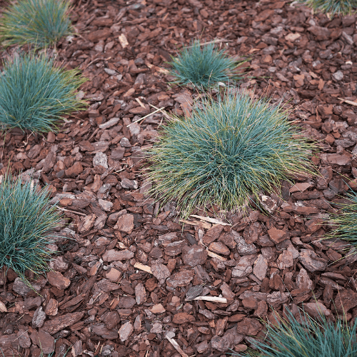 Fétuque bleue 'Intense Blue' - Festuca glauca 'Intense Blue' - FLEURANDIE