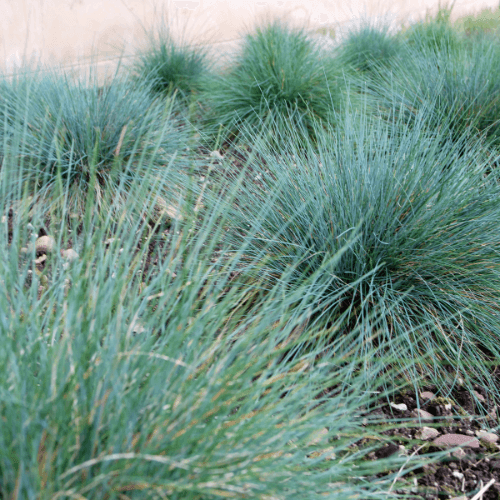 Fétuque bleue 'Intense Blue' - Festuca glauca 'Intense Blue' - FLEURANDIE