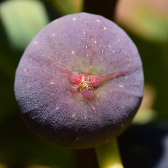 Figuier 'Brown Turkey' - Ficus carica 'Brown Turkey' - FLEURANDIE