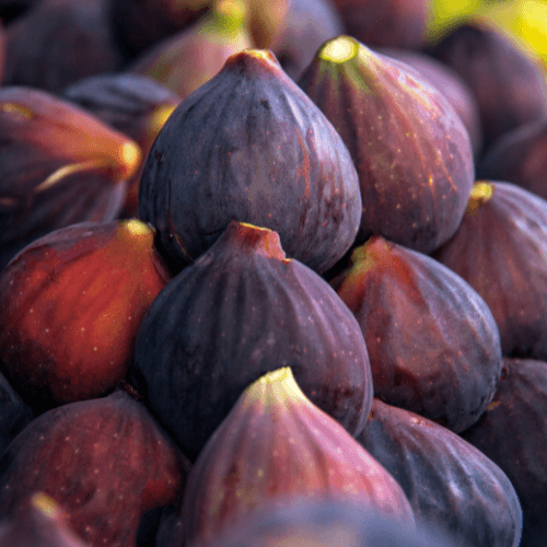 Figuier 'Brown Turkey' - Ficus carica 'Brown Turkey' - FLEURANDIE