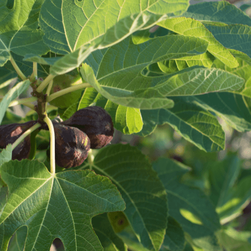 Figuier 'Brown Turkey' - Ficus carica 'Brown Turkey' - FLEURANDIE