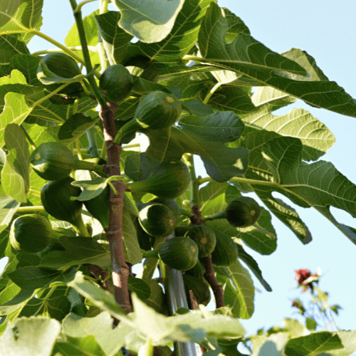 Figuier 'Ice Crystal' - Ficus carica 'Ice Crystal' - FLEURANDIE