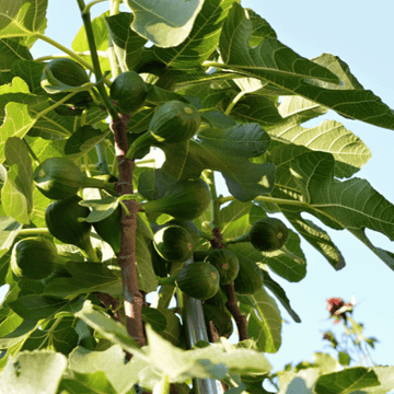 Figuier 'Ice Crystal' - Ficus carica 'Ice Crystal'