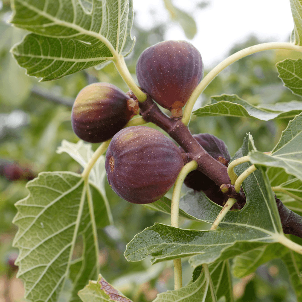 Figuier 'Ronde de Bordeaux' - Ficus carica 'Ronde de Bordeaux' - FLEURANDIE