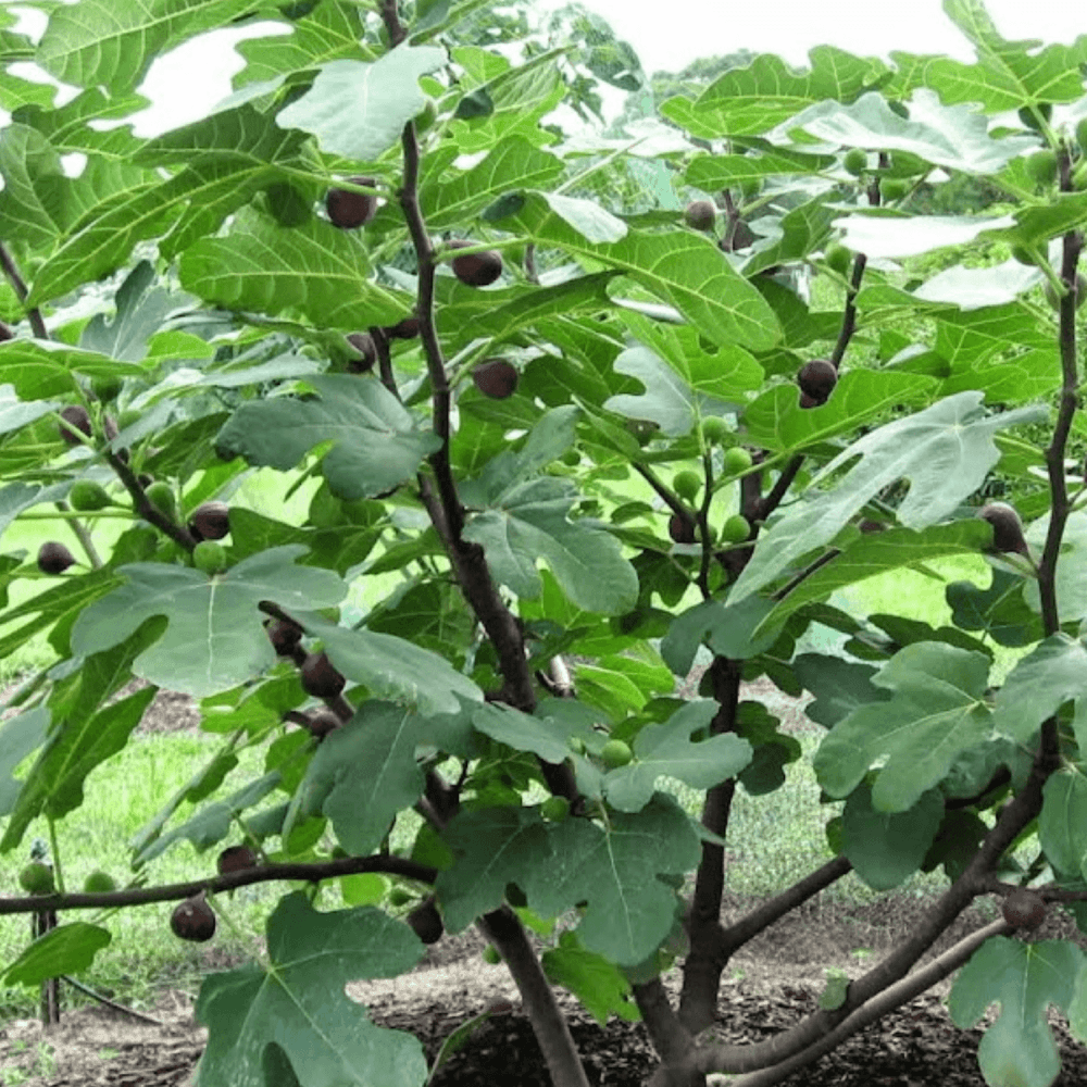 Figuier 'Ronde de Bordeaux' - Ficus carica 'Ronde de Bordeaux' - FLEURANDIE