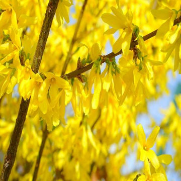 Mimosa de Paris 'Weekend' - Forsythia intermedia 'Weekend'