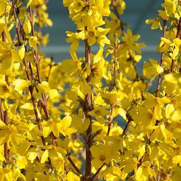 Mimosa de Paris 'Weekend' - Forsythia intermedia 'Weekend'