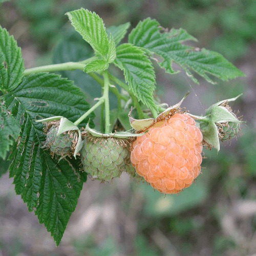 Framboisier 'Fallgold' - Rubus idaeus 'Fallgold' - FLEURANDIE