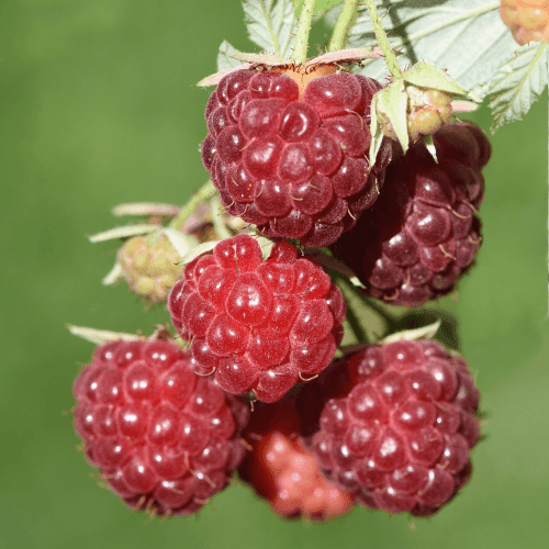 Framboisier 'Zeva' - Rubus idaeus 'Zeva' - FLEURANDIE