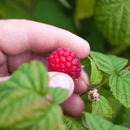 Framboisier 'Zeva' - Rubus idaeus 'Zeva' - FLEURANDIE