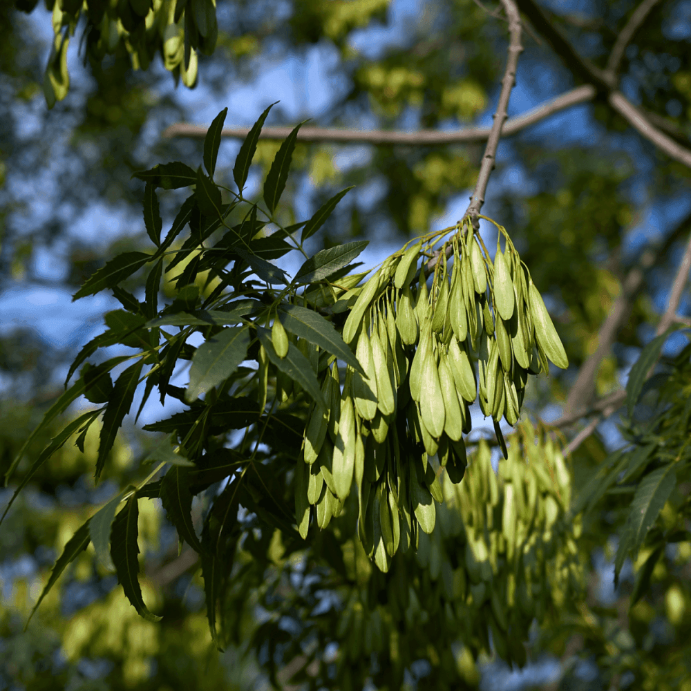 Frêne commun - Fraxinus excelsior - FLEURANDIE