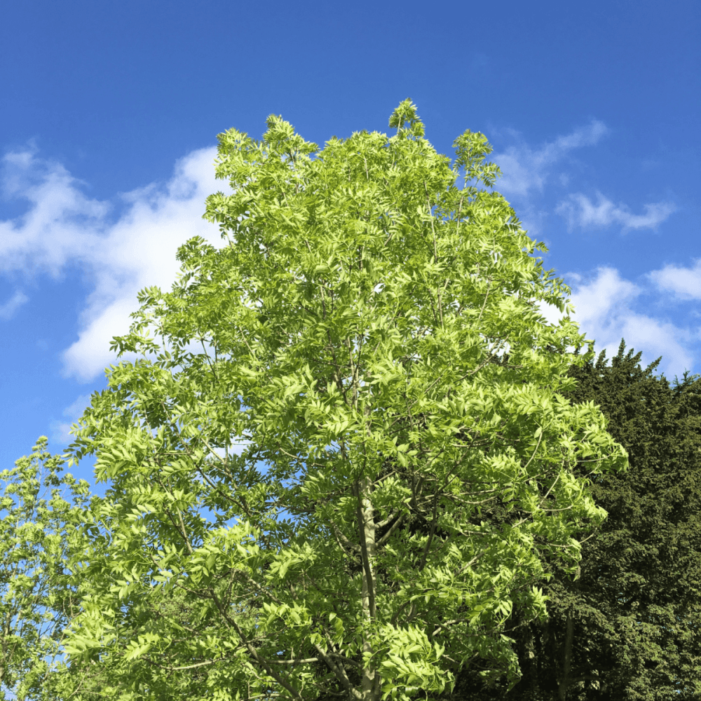 Frêne commun - Fraxinus excelsior - FLEURANDIE