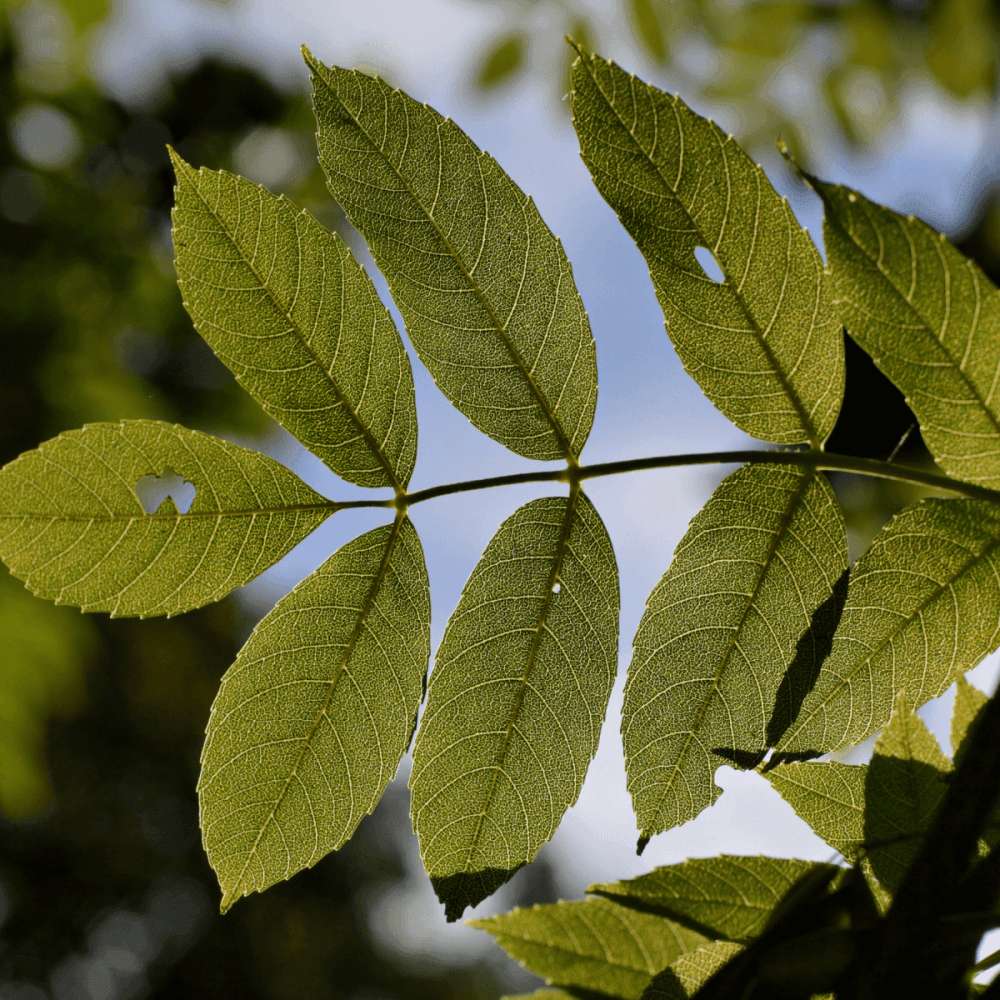 Frêne commun - Fraxinus excelsior - FLEURANDIE