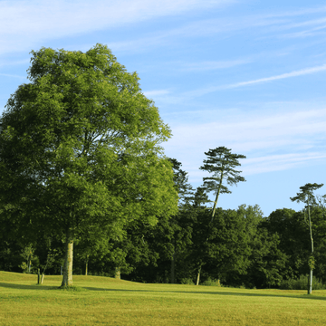 Frêne commun - Fraxinus excelsior