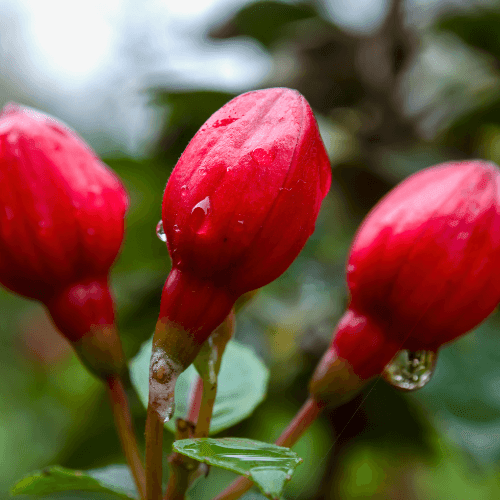 Fuchsia 'Alice Hoffman' - Fuchsia 'Alice Hoffman' - FLEURANDIE