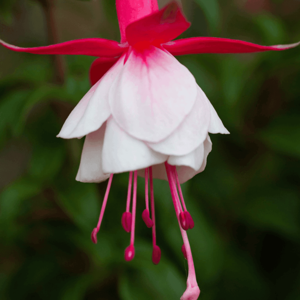 Fuchsia 'Alice Hoffman' - Fuchsia 'Alice Hoffman' - FLEURANDIE