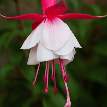 Fuchsia 'Alice Hoffman' - Fuchsia 'Alice Hoffman'