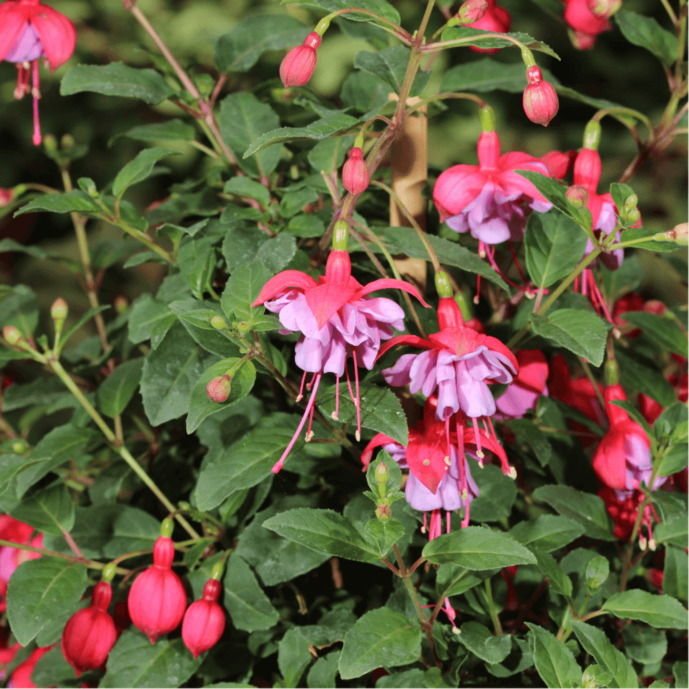 Fuchsia Annuel - FLEURANDIE