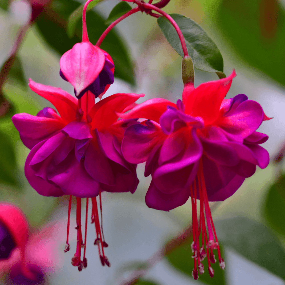 Fuchsia Annuel - FLEURANDIE