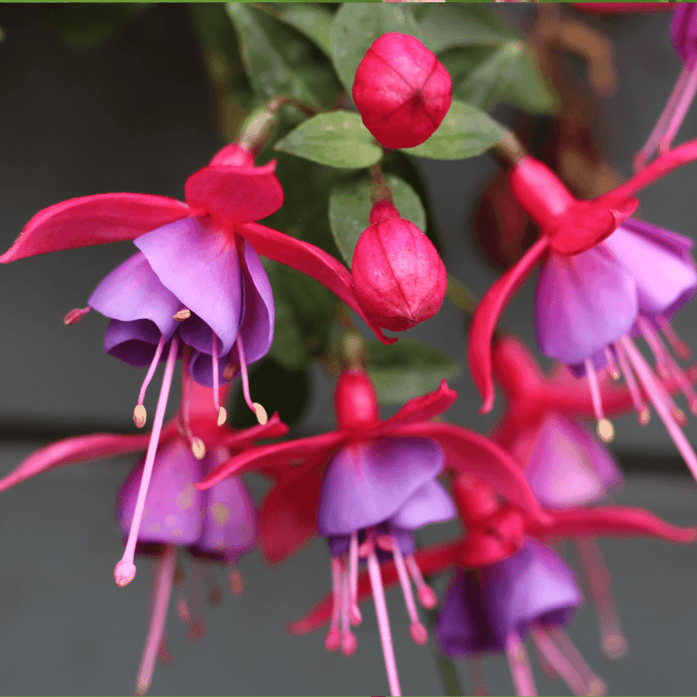 Fuchsia Annuel - FLEURANDIE