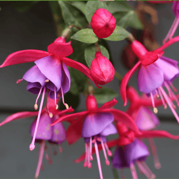 Fuchsia Annuel